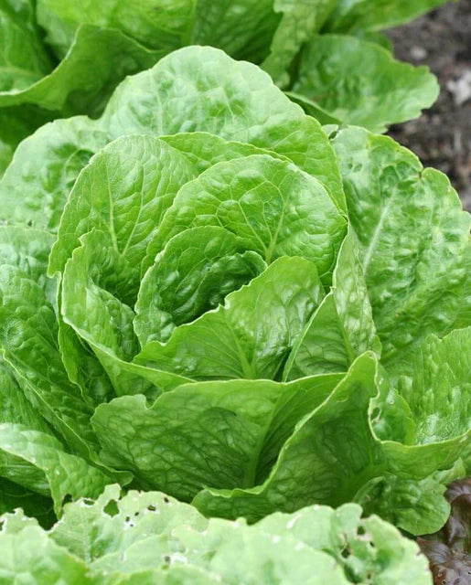 West Coast Seeds (Coastal Star Organic Lettuce)