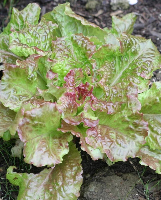 West Coast Seeds (Drunken Women Organic Lettuce)