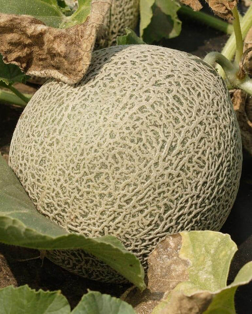 West Coast Seeds (EarliChamp Cantaloupe Seeds)