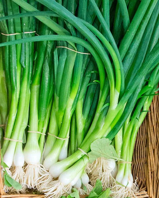 West Coast Seeds (Eiffel Scallions) (Onions)