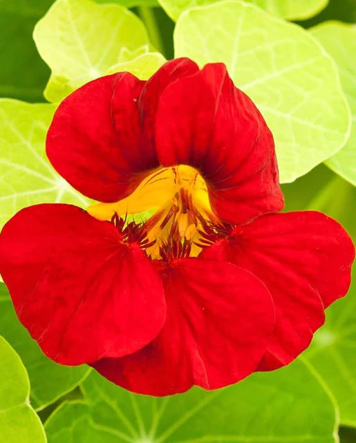 West Coast Seeds (Empress of India Nasturtiums)