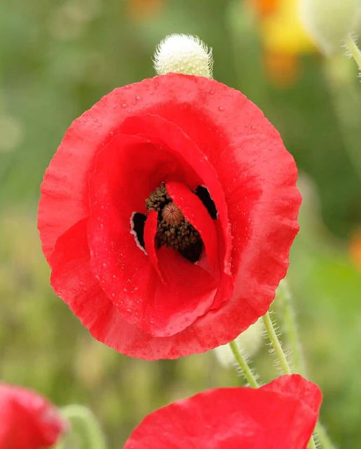 Graines de la Côte Ouest (Coquelicots des Flandres)