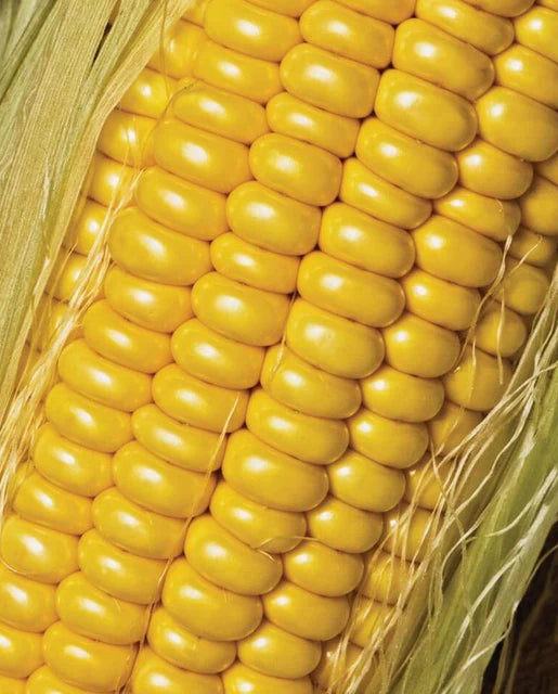 West Coast Seeds (Golden Jubilee Corn)