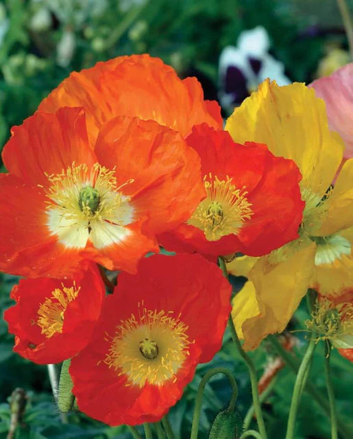 West Coast Seeds (Iceland Poppies)