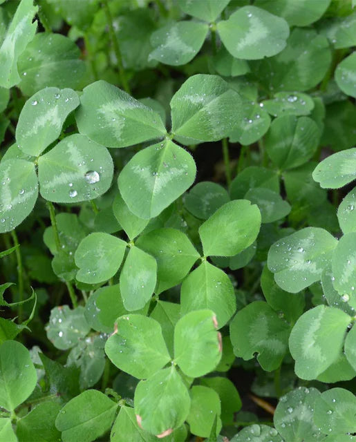 West Coast Seeds (Klondike Ladino Clover) (Certified Organic)