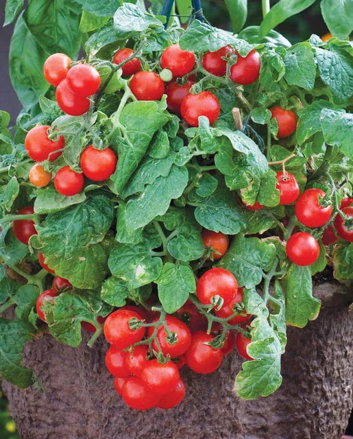 West Coast Seeds (Red Robin Tomatoes)