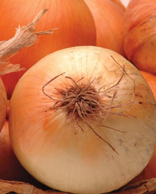 West Coast Seeds (Calibra Onions)