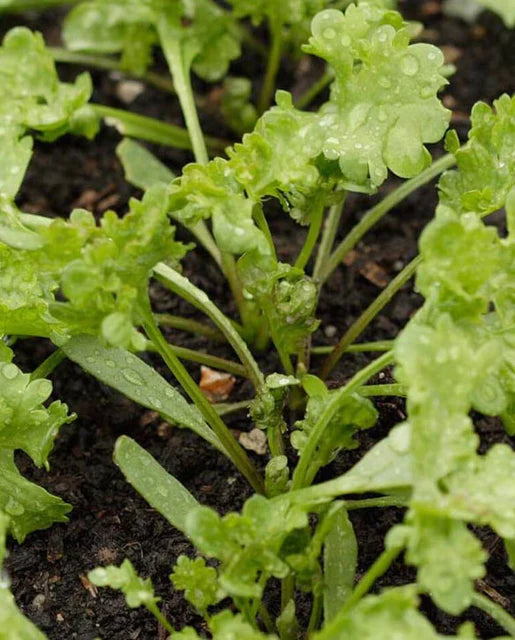 West Coast Seeds (Curly Cress Peppergrass)