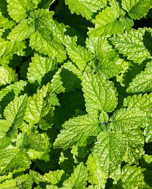 West Coast Seeds (Lemon Balm)