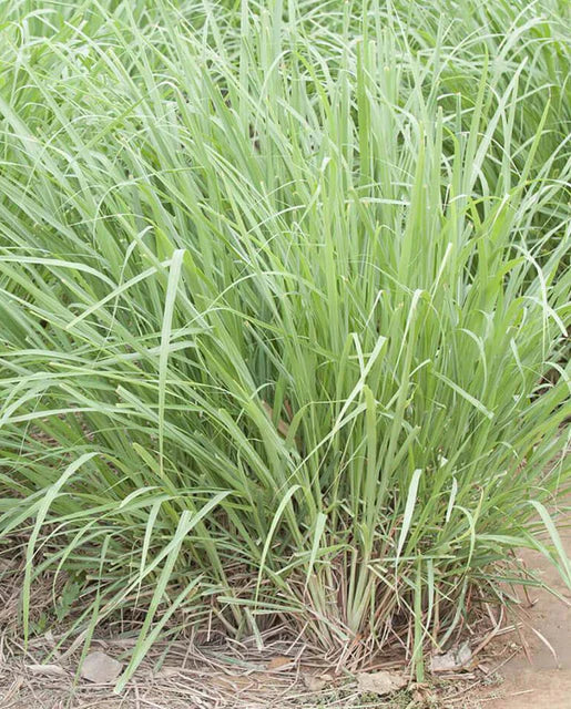Graines de la côte ouest (citronnelle)