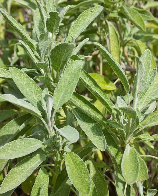 西海岸种子(有机鼠尾草)