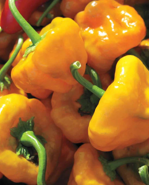 Graines de la côte ouest (poivrons Scotch Bonnet)