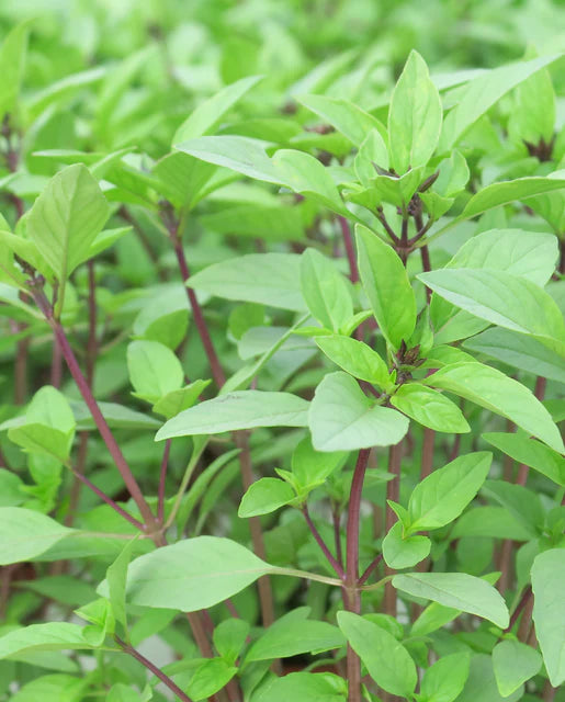 Graines de la côte ouest (basilic thaïlandais doux) (certifiées biologiques)