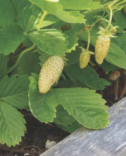 Graines de la Côte Ouest (Fraise Yellow Wonder) (Alpine)
