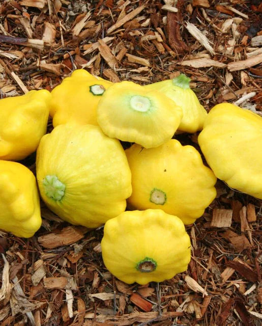 West Coast Seeds (Sunburst Squash)