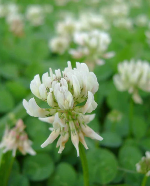 West Coast Seeds (White Dutch Clover)