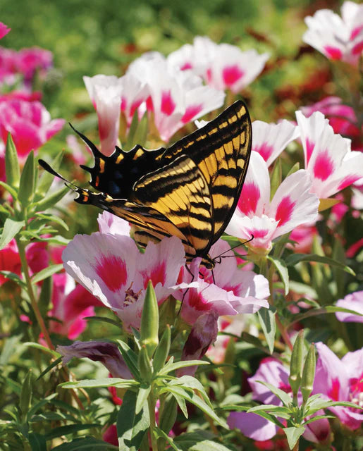 bee garden blend west coast seeds West Coast Seeds (Butterfly Blend Wildflowers)