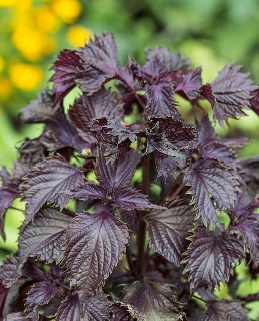 Graines de la côte ouest (Red Perilla Shiso)