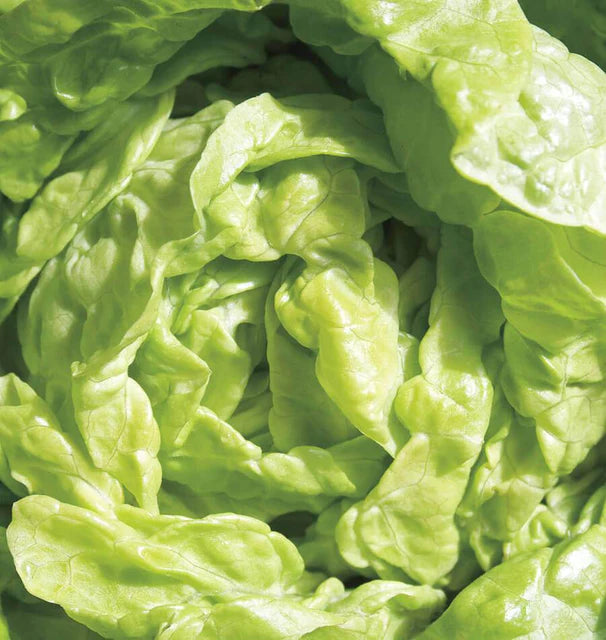 West Coast Seeds (Tom Thumb Lettuce)
