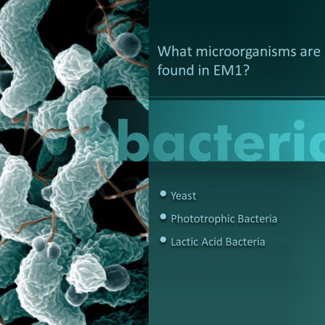 Dr Higa's EM1 Microbial Inoculant (Concentrated)