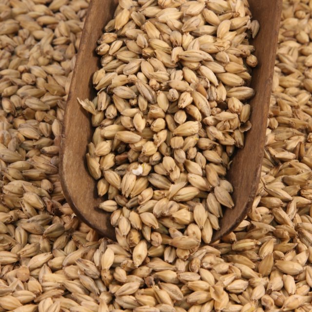 Organic Malted Barley Seeds
