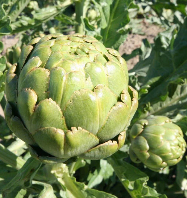 West Coast Seeds (Green Globe Artichoke)