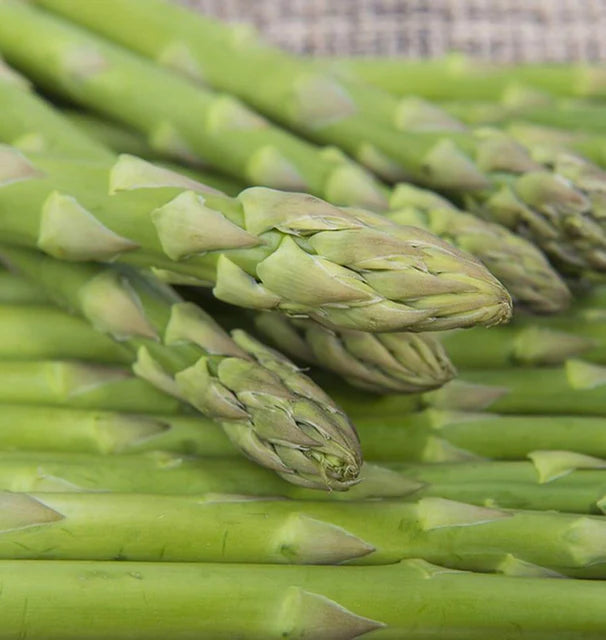 West Coast Seeds (UC157 F2 Asparagus)