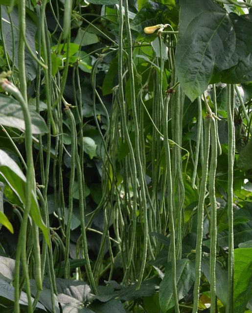 West Coast Seeds (Noodle King)