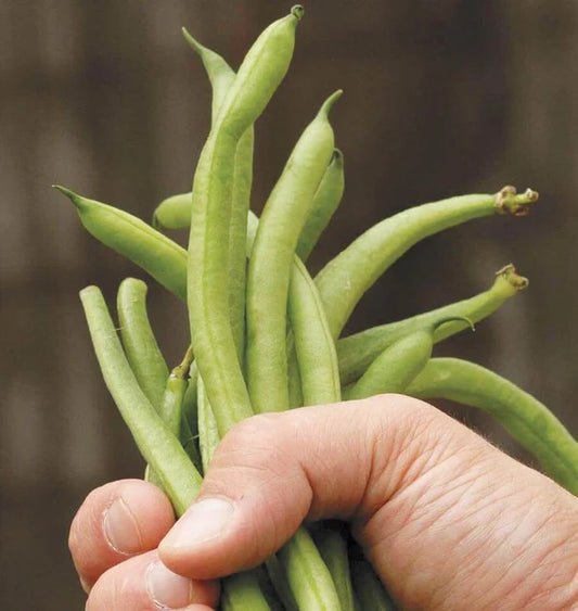 West Coast Seeds (Fortex Pole Bean)