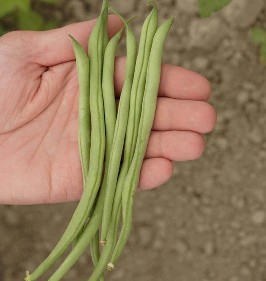 West Coast Seeds (Maxibel Organic Bean)