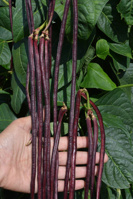 West Coast Seeds (Red Noodle Bean)