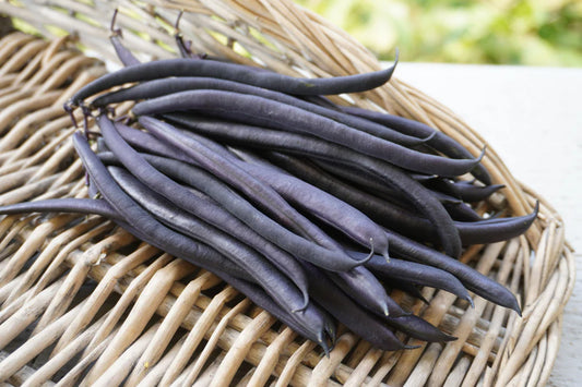 West Coast Seeds (Purple Queen Bean)