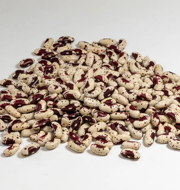 West Coast Seeds (Jacob's Cattle Bean Organic)