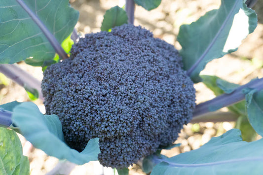 West Coast Seeds (Purple Magic F1 Broccoli)