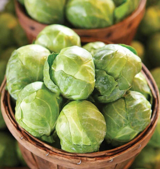 West Coast Seeds (Gustus F1 Brussels Sprout)