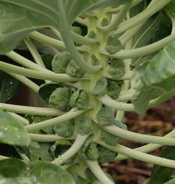 West Coast Seeds (Gustus F1 Brussels Sprout)