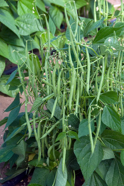 West Coast Seeds (Mascotte Bush Bean Seeds)