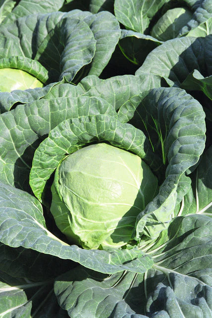 West Coast Seeds (Tiara F1 Organic Cabbage)