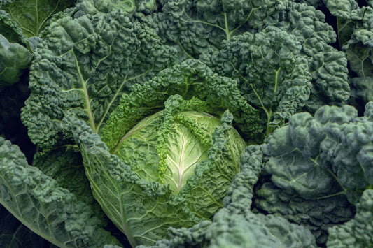 West Coast Seeds (Famosa F1 Organic Cabbage)