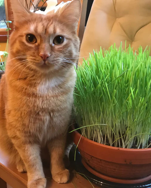 West Coast Seeds (Cat Grass) (Cocksfoot)