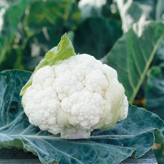 West Coast Seeds (Clarify F1 Cauliflower)