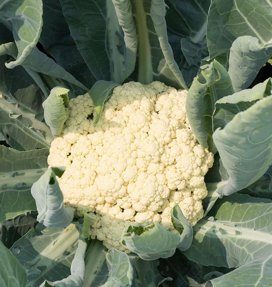 West Coast Seeds (Fioretto 60 Cauliflower)