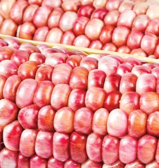 West Coast Seeds (Pink Popcorn Corn)