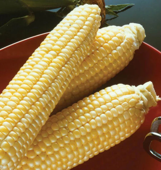 West Coast Seeds (Sugar Buns F1 Corn)