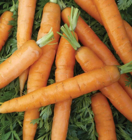 West Coast Seeds (Little Fingers Carrot)