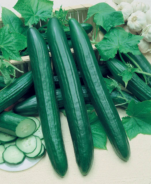 West Coast Seeds (Vista F1 Cucumber)