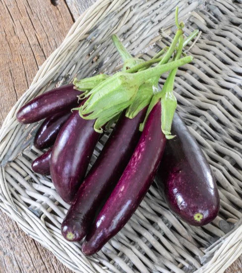 West Coast Seeds (Little Finger Organic Eggplant)