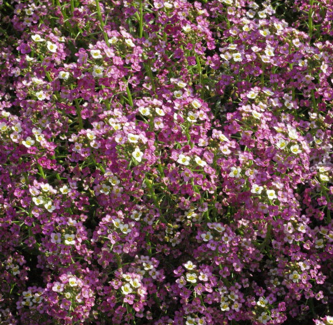West Coast Seeds (Dwarf Pink Flower)