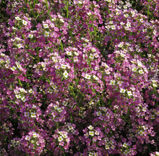 West Coast Seeds (Dwarf Pink Flower)