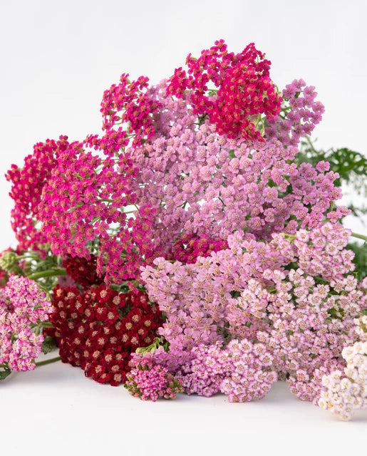 West Coast Seeds (Flowerburst Fruit Bowl)